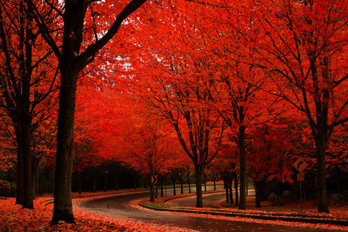 Autumn Road, Olympia, Washington