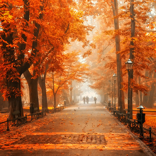 Autumn Orange, Krackow, Poland