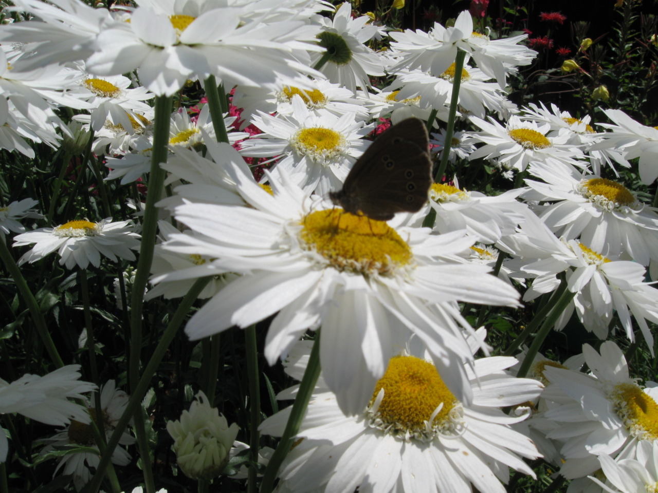 Butterfly on a daisy. Photo done by me, summer of 2010 in my hometown.