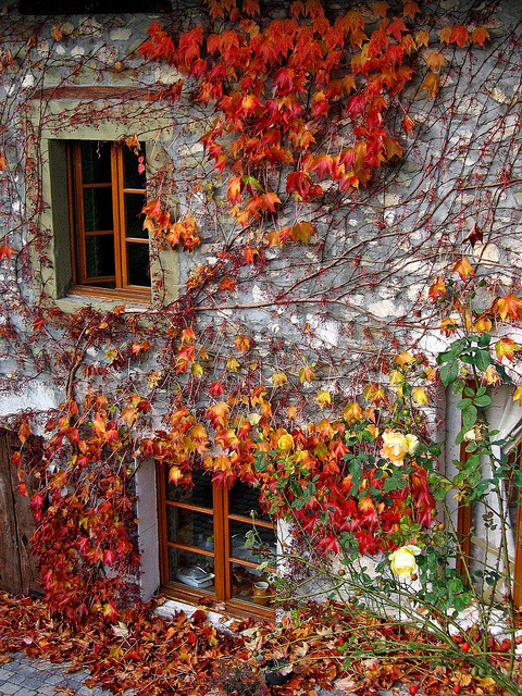 Autumn Ivy, Savoie, France
