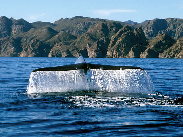 by Ken Bondy on Flickr.Blue whale, Loreto, Baja California Sur, Mexico.