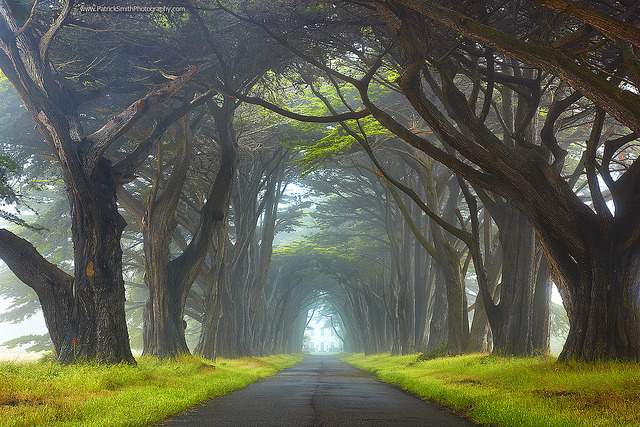 by PatrickSmithPhotography on Flickr.Misty view in Point Reyes National Seashore - California, United States.