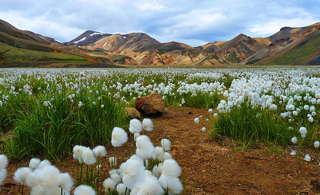 by guix29 on Flickr.A field of cotton flowers in Landmannalaugar, Iceland.