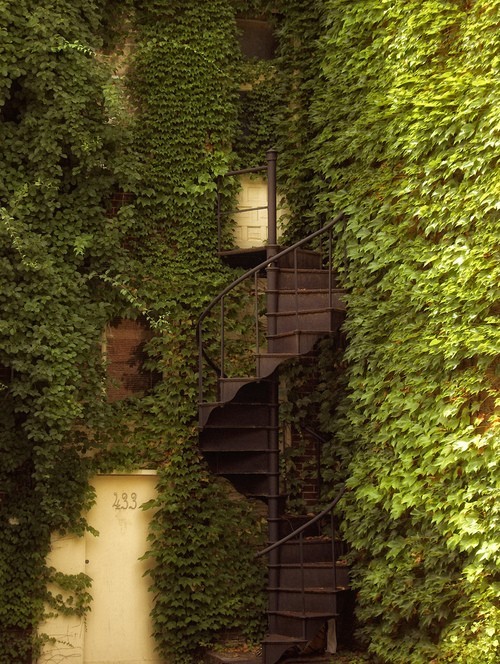Ivy Spiral Staircase, Berkely, California