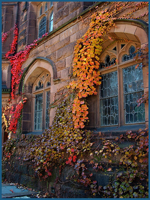 Ivy Windows, Princeton, New Jersey