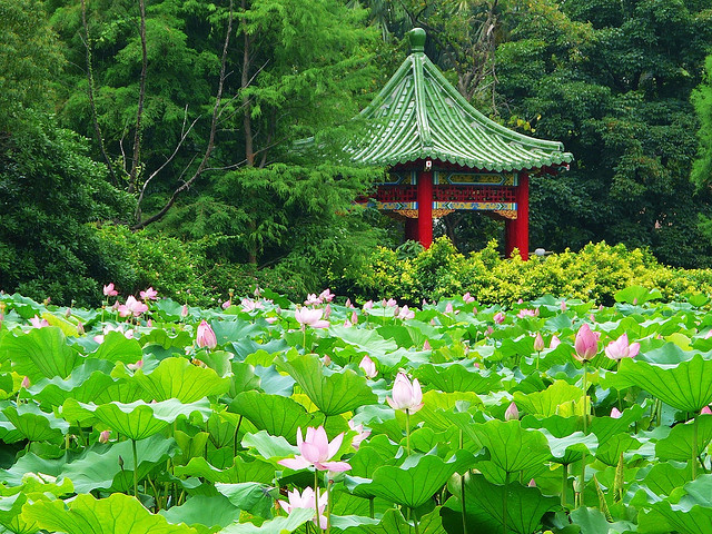 by didy.didy on Flickr.Lotus pond in Taipei Botanical Garden, Taiwan.