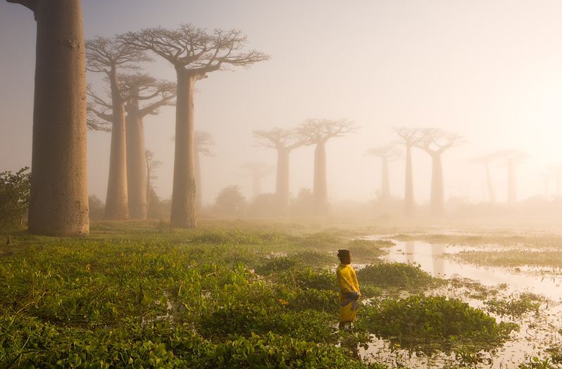 Swamp and baobabs in Menabe region, Western Madagascar
