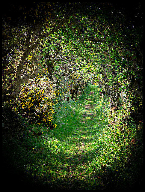 The old road that leads to a ancient stone circle, Ballynoe, Co.Down, Northern Ireland