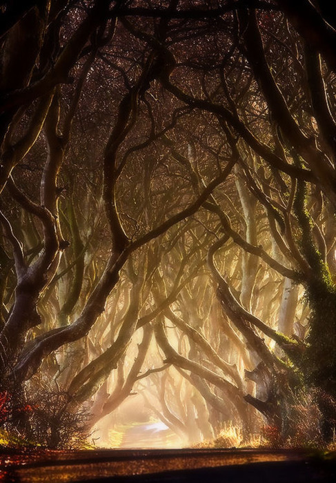 Misty Morning, The Dark Hedges, Ireland