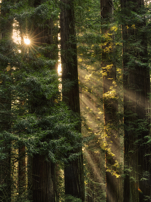 Sequoia Sunrays, Del Norte County, California