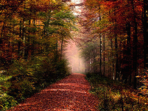 Autumn Forest, Rhon Mountains, Germany