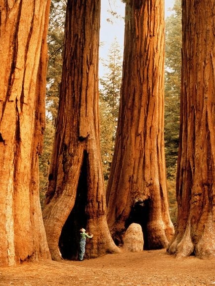Giants, Sequoia National Park, California