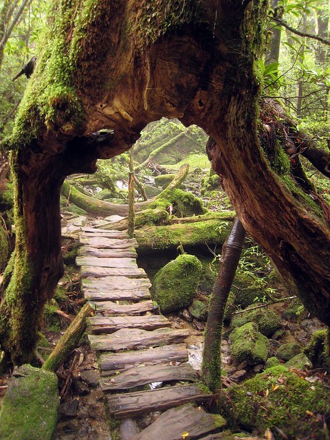 Primeval Forest, Yakushima, Japan