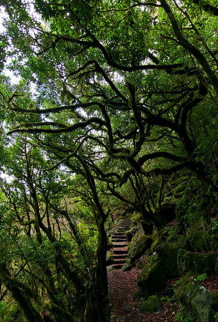 Laurissilva Forest path in Madeira Island, Portugal