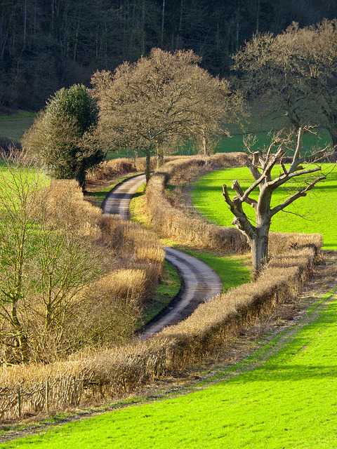 The winding country lane, Oxfordshire, England