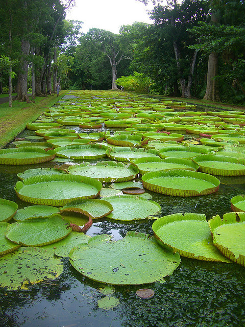 Lily pads at Pamplemousses Botanical Garden / Mauritius