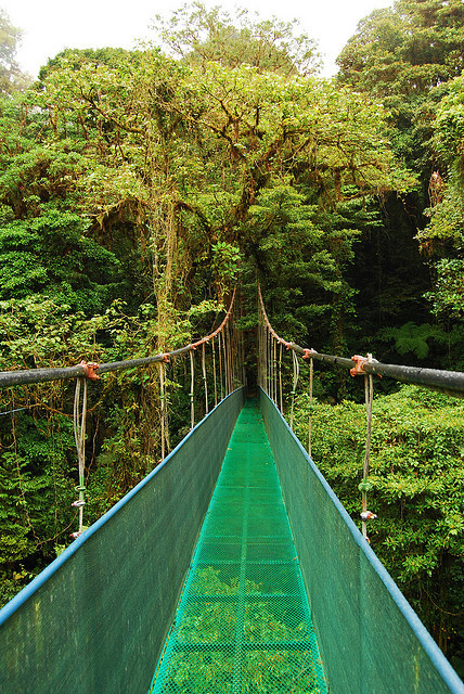 Monteverde cloud forest skywalk / Costa Rica