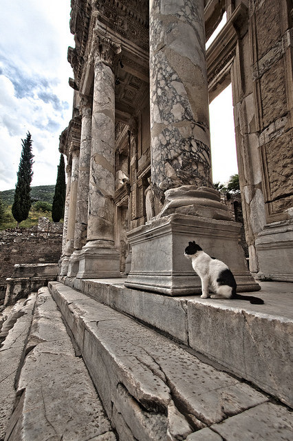 Celsus library cat, Ephesus / Turkey